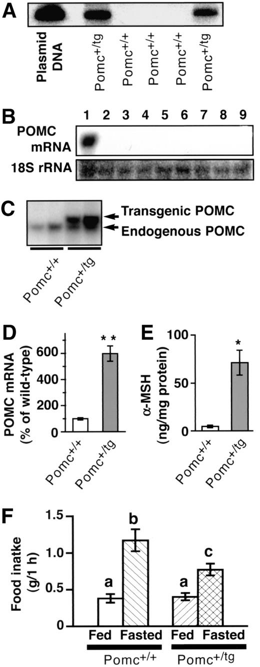 FIG. 1. Increased expression of Pomc gene in the brain of POMC transgenic mice. A: Representative Southern blot analysis of genomic DNA for genotyping. B: Expression of POMC mRNA assessed by Northern blot analysis in total RNA (7 μg) from various tissues (brain, lane 1; liver, lane 2; heart, lane 3; spleen, lane 4; kidney, lane 5; white adipose tissue, lane 6; stomach, lane 7; skeletal muscle, lane 8; adrenals, lane 9) from transgenic mouse. The membrane was reprobed with the probe encoding 18S rRNA. C: Northern blot analysis on hypothalamic tissue of Pomc+/+ (lanes 1 and 2) and Pomc+/tg mice (lanes 3 and 4). Hypothalamic RNA from transgenic mice revealed two bands; lower (∼0.9-kb) and upper (∼1.5-kb) bands represent endogenous POMC mRNA and transgene-derived mRNA, respectively. D: Quantification of hypothalamic POMC mRNA in Pomc+/+ (n = 11) and Pomc+/tg mice (n = 8) as assessed by Northern blot analysis. Data are presented as percent of Pomc+/+ mice. Data are means ± SE. **P < 0.0001 vs. Pomc+/+ mice by unpaired Student’s t test. E: Hypothalamic content of α-MSH in Pomc+/+ (n = 3) and Pomc+/tg mice (n = 3). Data are means ± SE. *P < 0.05 vs. Pomc+/+ mice by unpaired Student’s t test. F: Fasting-induced hyperphagic response. Animals’ 1-h food intake was measured during 1st h after lights out in ad libitum-fed mice and 24-h fasted mice at age 27 weeks. Data are means ± SE for Pomc+/+ (n = 10) and Pomc+/tg (n = 9). Groups with different letters were statistically different (P < 0.05 by Tukey-Kramer test).