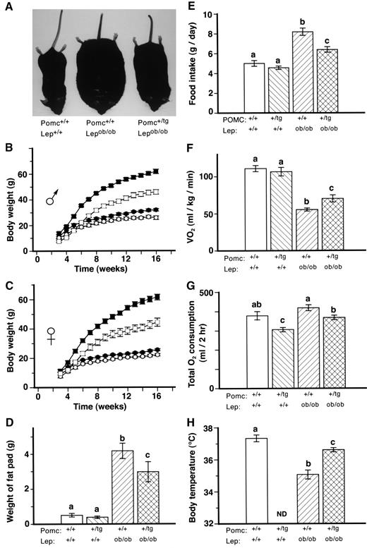 FIG. 2. Effects of the POMC transgene on physical appearance (A), body weight (B and C), gonadal white adipose tissue mass (D), food intake (E), Vo2 (F), total oxygen consumption (G), and body temperature (H) in Lepob/ob mice. Body temperature was not determined in Pomc+/tg Lep+/+ mice. Data are means ± SE (n = 6–17), and were obtained from the entire cohort in B and C. All curves were significantly different in B and C (P < 0.0001, two-way ANOVA). Groups with different letters were statistically different (P < 0.05, Tukey-Kramer or Wilcoxon test). B and C: •, Pomc+/+ Lep+/+; ○, Pomc+/tg Lep+/+; ▪, Pomc+/+ Lepob/ob; □, Pomc+/tg Lepob/ob.
