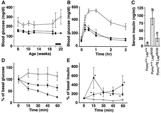 FIG. 3. Effects of the POMC transgene on blood glucose (A), glucose tolerance (B), serum insulin (C), insulin tolerance (D), and plasma insulin levels during the glucose tolerance test (E) in Lepob/ob mice. The bar represents the period of pair-feeding in A. Data are means ± SE (n = 4–12). Groups with different letters were statistically different in C (P < 0.05, Wilcoxon test). Curves were significantly different in A, B, and D with the exception of Pomc+/+ Lep+/+ versus Pomc+/tg Lepob/ob in A and B (P < 0.005, two-way ANOVA). *P < 0.05 vs. Pomc+/+ Lepob/ob mice at same time point in E (Tukey-Kramer or Wilcoxon test). A–D: •, Pomc+/+ Lep+/+; ○, Pomc+/+ Lepob/ob; ▪, Pomc+/tg Lepob/ob.