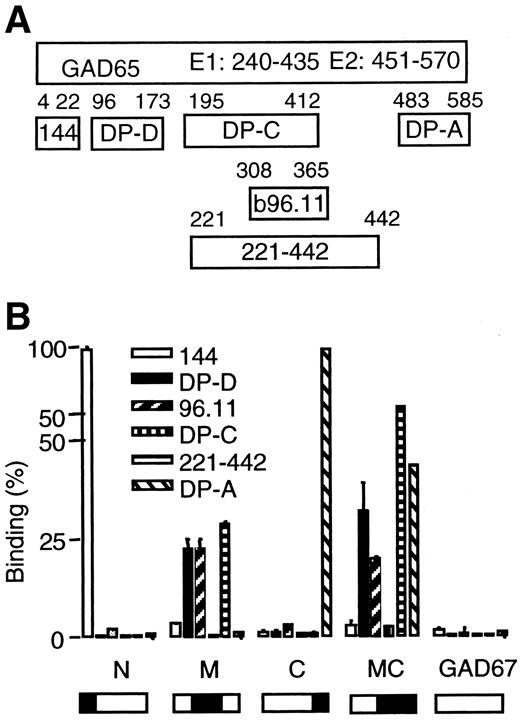 FIG. 1. Epitope specificities of rFabs. A: The epitope specificities of rFab 144, b96.11, DP-C, 221–442, DP-D, and DP-A, as reported previously (14,26), are illustrated. Amino acid residues bordering the epitopes are indicated for each rFab. The two major epitope regions for GAD65Abs in type 1 diabetes are indicated in the GAD65 molecule. B: The capacity of rFab 144, b96.11, DP-D, DP-A, DP-C, and 221–442 to bind to GAD65/67 fusion proteins was tested. Binding is presented as percentage binding. Binding to GAD65 was set at 100%.