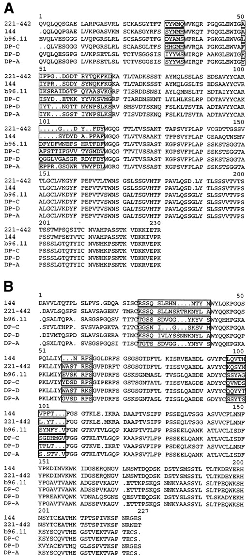 FIG. 2. Alignment of deduced amino acid sequences of heavy-chain (A) and light-chain (B) variable regions from mAbs 144, 221–442, DP-A, DP-C, DP-D, and b96.11. Boxes indicated the CDRs according to Kabat (34).