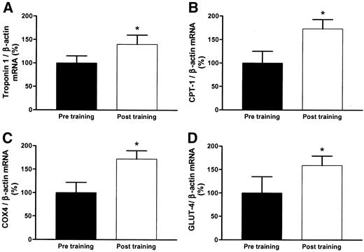FIG. 2. The effect of 6 weeks of endurance running training on troponin 1 (A), CPT-1 (B), COX4 (C), and GLUT4 (D) mRNA. *Significantly different from pretraining levels (P < 0.01).