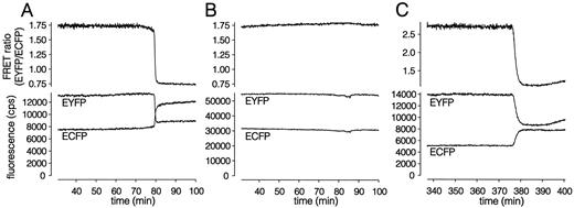 FIG. 2. Microfluorometric on-line detection of cells expressing FRET proteins in response to 6 μmol/l staurosporine (given from time 0). A: RINm5F cell expressing C-DEVD-Y (representative of n = 9). B: RINm5F cell expressing C-KEAF-Y (representative of n = 5). C: MIN6 cell expressing C-DEVD-Y2 (representative of n = 4).