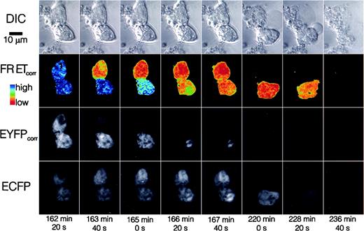 FIG. 3. TPLSM on-line imaging of one focal plane showing two C-DEVD-Y–expressing RINm5F cells at the time points indicated. DIC shows the cell morphology. FRETcorr shows the corrected FRET images (see research design and methods) with a color scale as shown, with blue indicating high level and red indicating low level of FRETcorr. EYFPcorr is the EYFP signal corrected for spectral overlap from ECFP emission. Staurosporine (6 μmol/l) was given from time 0 (n = 3 experiments with a total of eight cells).
