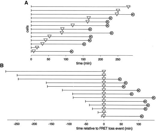 FIG. 4. Visualization of the times for FRET loss (▿) and cell loss/detachment (⊗) in 13 cells in experiments similar to the one in Fig. 3. Each line indicates one cell, and the start of the experiment (start of addition of 6 μmol/l staurosporine) is indicated by a vertical line. A: Data relative to the start of the experiment. B: Same data relative to the time for FRET loss. Cells are sorted according to the time from start to FRET loss.