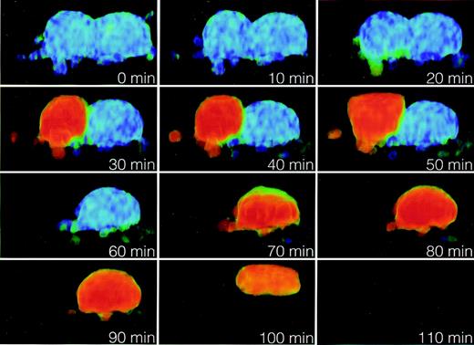 FIG. 5. TPLSM imaging in four dimensions (three-dimensional plus time) of FRETcorr in two C-DEVD-Y–expressing RINm5F cells at the time points indicated. Staurosporine (6 μmol/l) was given from time 0. Every image is a three-dimensional volume rendered projection seen from the side of the cells, and the color scale is the same as used for FRETcorr in Fig. 3 (n = 6 cells in two experiments).