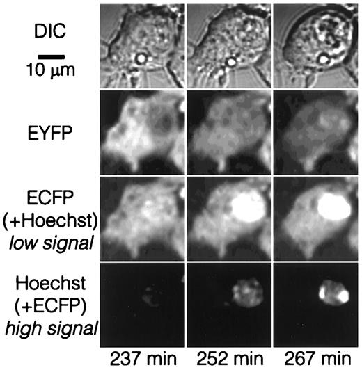 FIG. 6. TPLSM imaging of both FRET loss and subsequent chromatin condensation in stable RINm5F cells expressing C-DEVD-Y2 loaded with the DNA staining dye Hoechst 33342. DIC shows cell morphology. Most Hoechst 33342 fluorescence displays in the ECFP channel, where the high-amplitude nuclear signal can be considered as Hoechst 33342 fluorescence and the low-amplitude cytoplasmic signal can be considered as ECFP fluorescence. Staurosporine (6 μmol/l) was given from time 0. The EYFP signal was not corrected for spectral overlap, explaining the incomplete loss of signal after disappearance of FRET (n = 3 experiments with a total of at least nine cells).