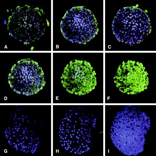 FIG. 1. Cell infection pattern of islet exposed to Ad-MnSOD. A–F: Confocal montage of a single islet infected with Ad-MnSOD viral vector (100 MOI). G–I: Control islet infected with Ad-LacZ (100 MOI). Both islets were stained with an MnSOD antibody and FITC secondary. FITC (green) indicates the presence of MnSOD protein. Cell nuclei are counterstained in blue with Hoechst 33342. Original magnification 20×.