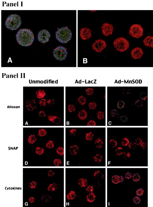 FIG. 3. Panel I: Method of vital dye staining of viable and nonviable mouse islets. Fluorescent images of islets stained with Hoechst 33342 nuclear dye (blue) and propidium iodide (PI) in red. Only cells without membrane integrity (i.e., either dead or damaged) cannot exclude PI. A: Normal viable mouse islets. B: Heavily damaged, nonviable islets. Panel II: Examples of unmodified Ad-LacZ and Ad-MnSOD-infected islets after exposure to cytotoxic agents in vitro. A–C: Islets exposed to 4 mmol/l alloxan for 5 min and examined after 2 h. D–F: Islets exposed of 5 mmol/l SNAP for 18 h. G–I: Islets exposed to 50 units/ml IL-1β, 103 units/ml TNF-α, and 103 units/ml IFN-γ for 48 h. Original magnification 20×.