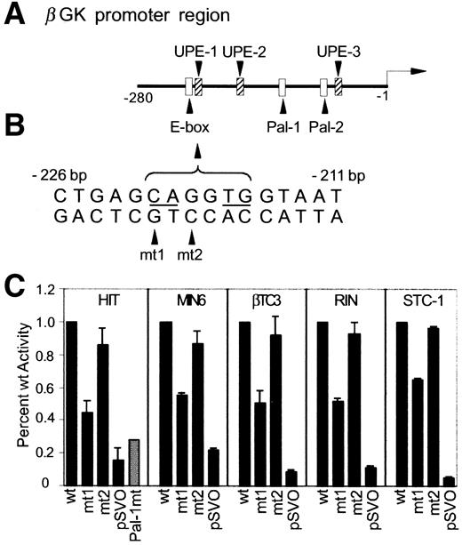 FIG. 1. The conserved E-box contributes in βGK promoter activity. A: The relative position of the UPE (−214/−210, −131/−126, and −102/−97), Pal (−168/−160 and −90/−82), and E (−221/−216) elements common to the mouse, rat, and human βGK genes (rat promoter shown). B: The conserved sequences within the E-box region. The invariant nucleotides required for bHLH activator binding are underlined; the site of mt1 (C to A) and mt2 (G to T) is shown. C: HIT T-15, MIN6, βTC3, RIN, and STC-1 cells were cotransfected with wild-type (wt) or mutant (mt1 or mt2) versions of the −402/+14 bp luciferase expression plasmid, which is driven by rat βGK promoter sequences, and a Renilla luciferase (pRL-TK) internal control. pSVO represents the promoter-less vector. The normalized percent mutant −402/+14 bp luciferase activity ± SD is presented relative to the wild type.