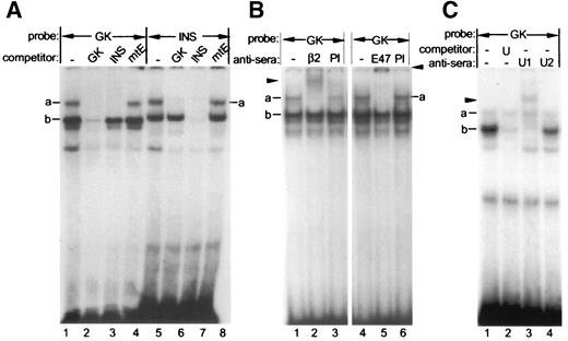 FIG. 2. BETA2:E47 and USF1 bind in vitro to the βGK E-box. A: βGK (lanes 1–4) and insulin (INS; lanes 5–8) E-box binding reactions were conducted with HIT-T15 nuclear extract either alone (–) or in the presence of a 10-fold molar excess to probe of the wild-type βGK (lanes 2 and 6), insulin (lanes 3 and 7), or mutant βGK mtE (lanes 4 and 8) competitor. The a and b complexes described in the text are labeled. B: BETA2 (lane 2) and E47 (lane 4) antisera was preincubated with HIT-T15 nuclear extract before initiation of the βGK DNA-binding reaction. The arrow denotes the position of the super-shifted complex. Lanes 1 and 3 represent binding reactions conducted in the absence of antisera (–), and lanes 4 and 6 represent binding reactions in the presence of preimmune serum (PI). C: HIT-T15 nuclear extract binding to the βGK probe was conducted in absence (–) or presence of USF1 (U1) or USF2 (U2) antisera, and a 10-fold molar excess of the consensus USF binding site (U) competitor.