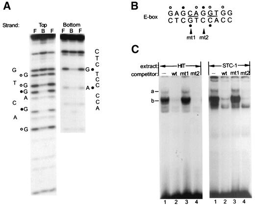 FIG. 3. BETA2:E47 has multiple nucleotide contact sites within the βGK E-box. A: Partially methylated radiolabeled probes corresponding to the top or bottom strand of the −231/−198 bp βGK fragment was used in preparative gel shift assays. DNA present in the a complex is shown. •, the residues, which, if methylated, strongly interfere with binding; ○, contact residues with a lesser effect. B: Summary of the BETA2:E47 nucleotide contacts within the βGK E-box. C: Binding reactions were conducted with the βGK E-box probe using HIT T-15 and STC-1 nuclear extracts in the presence of a 10-fold molar excess of unlabeled wild-type (wt), mt1, or mt2 competitor to probe.