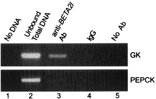 FIG. 5. BETA2 binds to the βGK promoter region in vivo. Cross-linked chromatin from MIN6 cells was incubated with a polyclonal antibody raised to BETA2. The BETA2-immunoprecipitated DNA was analyzed by PCR for βGK and PEPCK promoter region sequences (lane 3). As controls, PCRs were run on total-input chromatin (lane 2), with no DNA (lane 1), with DNA obtained after precipitating with goat IgG (lane 4), or with no antisera (lane 5).