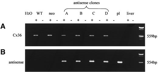 FIG. 4. Antisense-transfected clones of MIN6 cells express both the endogenous Cx36 transcript and the antisense construct. A: The endogenous Cx36 transcript was detected in wild-type MIN6 (WT), cells transfected for neomycin resistance (neo), and four clones (A–D) selected after antisense transfection. B: Using specific primers, the Cx36 antisense construct was detected only in the antisense-transfected clones. The plasmid used for transfection (pl) served as both negative (for Cx36) and positive control (for the antisense construct). Another negative control was liver. Lanes labeled “-” show samples that were not reverse-transcribed before PCR processing. Left lanes: blank control (H2O); right lanes: size standards.