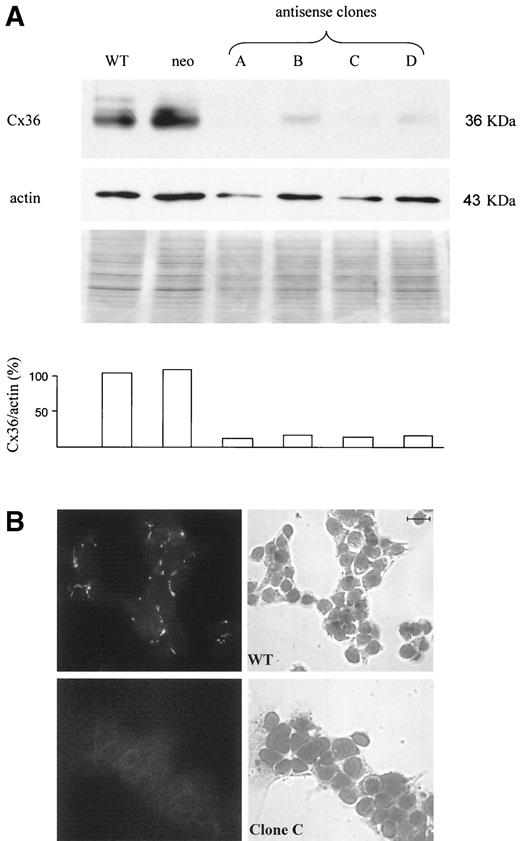 FIG. 5. Antisense-transfected clones of MIN6 cells lack Cx36 at the cell membrane. A: A few bands of ∼36 KDa were immunolabelled in membrane proteins (upper panel) of either wild-type (WT) or neomycin-resistant cells (neo). Under the same conditions, lanes loaded with proteins of antisense-transfected cells showed weak (clones B and D) or no signal (clones A and C). Protein loading was evaluated by immunolabeling of α-smooth muscle actin (middle panel) and Coomassie blue staining (lower panel). The columns show the ratio of the Cx36 and α-actin signals. The ratio of wild-type cells was given the value 100%. B: By immunofluorescence labeling, bright fluorescent spots located Cx36 at interfaces of control MIN6 cells (WT). In contrast, no labeling was observed in cells of clone C, which is representative of all the antisense clones. Bar: 10 μm.