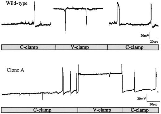FIG. 6. Clones that had lost Cx36 show reduced junctional conductance. Both wild-type and clone A cells showed action potentials, when measured in current clamp mode (C-clamp). When cells potential was clamped at −65 mV (V-clamp), inward currents were seen in wild-type cells, indicating that these cells were electrically coupled. In contrast, these currents were minimal in the antisense-transfected clone A, indicating a marked decrease in coupling. After return to current clamp mode (C-clamp), all cells showed normal electrical activity.