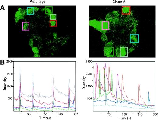 FIG. 7. Loss of Cx36 and coupling reduced the synchronization of [Ca2+]i oscillations. A: Five cells were monitored in parallel within clusters of wild-type and clone A cells loaded with Fluo-3. B: In the presence of 11 mmol/l glucose plus 15 mmol/l TEA, changes in the levels of [Ca2+]i were simultaneously induced in wild-type cells (different colors indicate recordings from distinct cells). In contrast, cells of clone A exhibited oscillations that were markedly asynchronous.