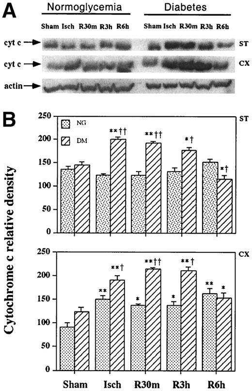 FIG. 3. A: Western blot analysis of cytochrome c in the cytosolic fraction from the striatum and cortex after 30-min transient focal ischemia. Cytochrome c level is elevated mildly at 6 h in the striatum and at 0–6 h in the cortex. The release was markedly enhanced by diabetes. B: Semiquantitative changes of cytochrome c in the striatum (ST) and cortex (CX). Data are mean ± SD (n = 4 per time point). *P < 0.05, **P < 0.01 vs. control (ANOVA followed by Scheffe’s test); † P < 0.05; ††P < 0.01 vs. normoglycemic samples at an identical time point (unpaired Student’s t test).
