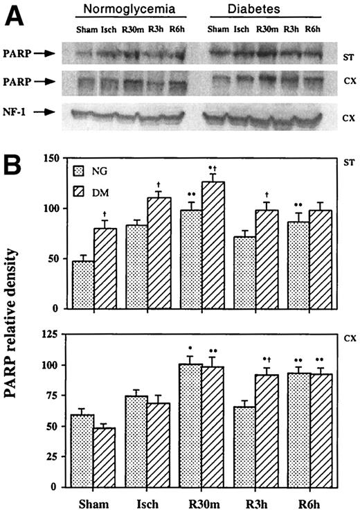 FIG. 5. A: Western blot analysis of cleaved PARP in nuclear fraction from the striatum and cortex after 30-min transient focal ischemia. Cleaved PARP level is elevated mildly after 3 and 6 h of reperfusion in both the striatum and cortex. The increases were further enhanced in diabetic relative to nondiabetic rats. B: Semiquantitative changes of cleaved PARP after 30-min transient focal ischemia in striatum (ST) and neocortex (CX). Data are mean ± SD (n = 4 per time point). *P < 0.05, **P < 0.01 vs. control (ANOVA followed by Scheffe’s test); †P < 0.05; ††P < 0.01 vs. normoglycemic samples at identical time point (unpaired Student’s t test).