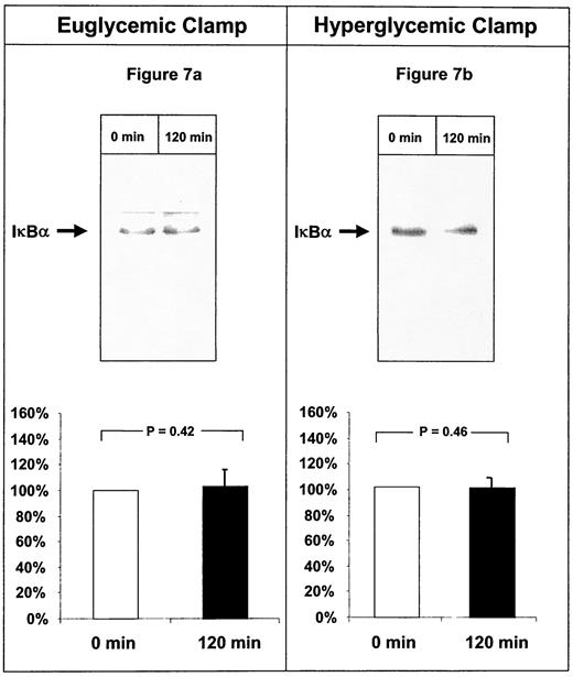 FIG. 7. IκBα-antigen in PBMCs before and after a euglycemic or hyperglycemic clamp. Cytoplasmic fractions were separated by SDS-PAGE (12% gel) and subjected to immunoblotting using an antibody for IκBα. The Western blot signal of IκBα antigen obtained before euglycemic (n = 9 volunteers) (A) or hyperglycemic (n = 9 volunteers) clamp (B) was defined as 100% and was put in relation to the signal intensity after a euglycemic or hyperglycemic clamp. IκBα-antigen in the cytoplasmic extract of a representative volunteer is shown on top, and the result of the whole group (± SD√n) is shown on bottom (n = 9 volunteers).