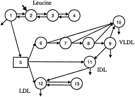 FIG. 1. Compartment model describing apoB tracer kinetics. Leucine tracer is injected into plasma, represented by compartment 2. Compartments 1, 3, and 4 represent nonplasma leucine compartments. Compartment 5 represents an intrahepatic pool that accounts for the time associated with the synthesis, assembly, and secretion of apoB into the VLDL, IDL, and LDL fractions. VLDL apoB is described by five compartments (6–10). VLDL apoB is converted to IDL (compartment 11) or is cleared directly from plasma, presumably via the LDL receptor. IDL apoB is converted to LDL, compartment 12, or is cleared from plasma. LDL apoB is cleared from this compartment and exchanges with an extravascular LDL pool, compartment 13.