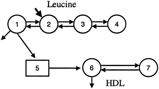 FIG. 2. Compartment model describing HDL apoAI tracer kinetics. Leucine tracer is injected into plasma, represented by compartment 2. Compartments 1, 3, and 4 represent nonplasma leucine compartments. Compartment 5 represents an intrahepatic pool that accounts for the time associated with the synthesis, assembly, and secretion of apoAI HDL fraction. HDL apoAI is represented as a single plasma compartment, compartment 6. ApoAI is cleared from this compartment and exchanges with an extravascular HDL pool, compartment 7.