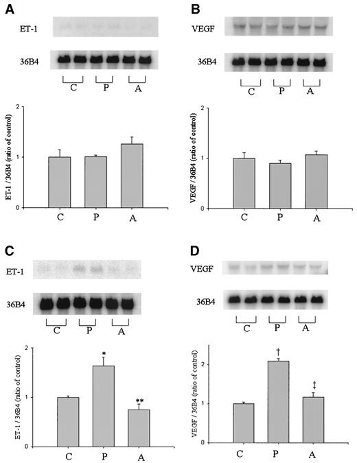 FIG. 4. Effect of PDGF-AA on ET-1 (A) and VEGF (B) mRNA levels in BRPC. After 24 h of exposure to serum-free media, the cells were stimulated by 20 ng/ml PDGF-AA with or without PDGF receptor inhibitor 25 μmol/l AG1296. After 4 h, cells were lysed and ET-1 and VEGF mRNA levels were measured by Northern blot analysis and quantified using phosphoimages of the blots probed with human ET-1 and VEGF cDNA, and normalized using 36B4 as the standard cDNA probe. The results were derived from three separate experiments, with duplicates performed in each experiment. Each bar represents the mean ± SE. C, control; P, addition of PDGF-AA without AG1296; A, addition of PDGF-AA with AG1296. Effect of PDGF-ΒB on ET-1 (C) and VEGF (D) mRNA levels in BRPC. After 24 h of exposure to serum-free media, the cells were stimulated by 20 ng/ml PDGF-ΒB with or without pretreatment of PDGF receptor inhibitor 25 μmol/l AG1296 for 30 min. After 4 h, cells were lysed and ET-1 and VEGF mRNA levels were measured by Northern blot analysis and quantified using phosphoimages of the blots probed with human ET-1 and VEGF cDNA, and normalized using 36B4 as the standard cDNA probe. The results were derived from three separate experiments, with duplicates performed in each experiment. Each bar represents the mean ± SE. C, control; P, addition of PDGF-ΒB without AG1296; A, addition of PDGF-ΒB with AG1296. *P < 0.05 compared with control; **P < 0.05 compared with PDGF stimulation; †P < 0.01 compared with control; ‡P < 0.01 compared with PDGF stimulation.