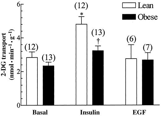 FIG. 1. Effects of insulin and EGF on glucose transport in human skeletal muscle. 2DG transport in isolated human rectus abdominus muscles was measured as described in the text in the absence (basal) or presence of 10−7 mol/l insulin or 10−7 mol/l EGF for 30 min. Numbers in parentheses indicate number of observations. Values are the means ± SE. *Significantly different from basal; †significantly different from lean insulin (P < 0.05).