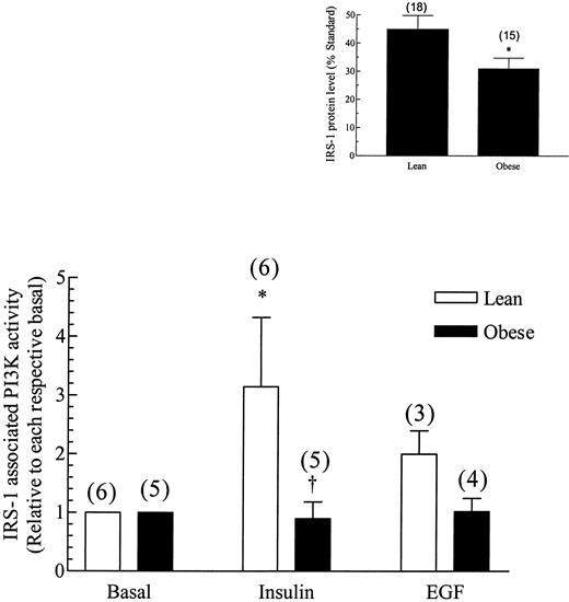 FIG. 2. IRS-1 precipitable PI3K activity in human skeletal muscle stimulated with 10−7 mol/l insulin or 10−7 mol/l EGF. IRS-1 associated PI3K kinase activity was immunoprecipitated from 2 mg of muscle lysate protein overnight, the immunocomplexes were captured with protein A agarose, and PI3K activity was measured as described in research design and methods. Values are in relative units with the basal set = 1 and are presented as means ± SE *Significantly different from basal; †significantly different from lean insulin (P < 0.05). Inset shows IRS-1 protein levels in human skeletal muscle. Muscles were processed as described in research design and methods except that 200 μg of crude lysate protein was loaded on a 7.5% SDS-PAGE gels and transferred to PVDF membrane, probed with anti-IRS-1 antibody, visualized with enhanced chemiluminescence reagents, and quantified on a phosphorimager (Molecular Dynamics). Values are in relative units expressed as a percent of a standard that was run on each gel and are presented as means ± SE. Numbers in parentheses indicate number of observations. *Significantly different from lean (P < 0.05).
