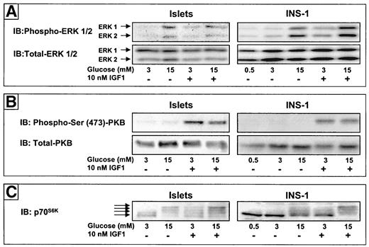 FIG. 1. Glucose regulation of Erk-1/2 and p70S6K in isolated rat islets. Cell lysates were prepared from isolated rat islets incubated 1 h in serum-free medium containing 3 mmol/l glucose (see research design and methods) before stimulation with 3 or 15 mmol/l glucose ± 10 nmol/l IGF-1 at 37°C for 10 min for analysis of Erk-1/2 and PKB phosphorylation or 40 min for analysis of p70S6K phosphorylation as described (14,15). The cell lysates were subjected to immunoblot (IB) analysis as described under research design and methods using phospho-Erk-1/2 and total Erk-1/2 antibodies (A), phospho-Ser-473-PKB and total-PKB antibodies (B), and p70S6K antibody (C). The islet results are shown in parallel with IB of cells lysates from similarly treated INS-1 cells and are representative of at least three independent experiments.
