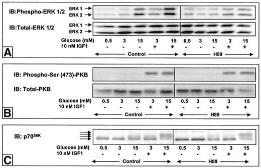 FIG. 2. Effects of a PKA inhibitor on glucose-induced Erk-1/2 and p70S6K phosphorylation. Quiescent INS-1 cells were stimulated with 3 or 15 mmol/l glucose ± 10 nmol/l IGF-1 and 0.5 mmol/l glucose without IGF-1 as control in either the absence or the presence of 10 μmol/l H89, as indicated at 37°C for 10 min for analysis of Erk-1/2 and PKB phosphorylation or 40 min for analysis of p70S6K phosphorylation, as described (14,15). The cell lysates were subjected to immuno-blot (IB) analysis as described under research design and methods using phospho-Erk-1/2 and total Erk-1/2 antibodies (A), phospho-Ser-473-PKB and total-PKB antibodies (B), and p70S6K antibody (C). The results shown are representative of at least three independent experiments.