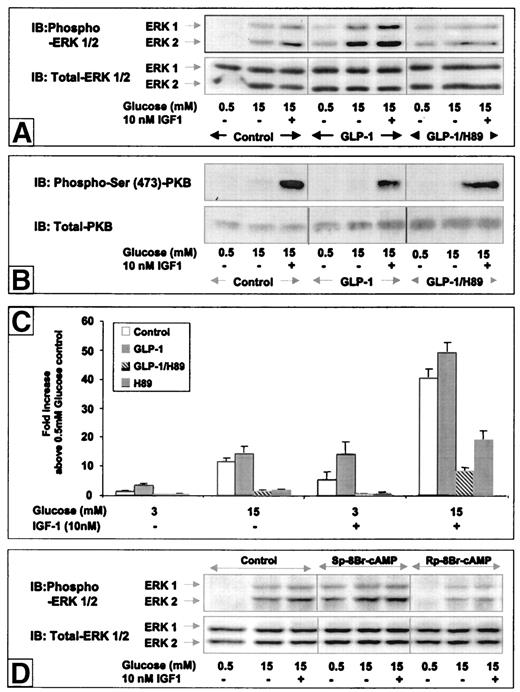 FIG. 3. GLP-1-induced Erk-1/2 phosphorylation and [3H]thymidine incorporation is mediated by PKA. Quiescent INS-1 cells were stimulated with 15 mmol/l glucose ± 10 nmol/l IGF-1 and 0.5 mmol/l glucose without IGF-1 as control, alone or in the presence of 10 nmol/l GLP-1 ± 10 μmol/l H89, the cell-permeable PKA agonist Sp-8Br-cAMP, or the cell-permeable PKA antagonist Rp-8Br-cAMP, as indicated for 10 min at 37°C. The cell lysates were subjected to immunoblot (IB) analysis as described under research design and methods using phospho-Erk-1/2 and total Erk-1/2 antibodies (A and D) and phospho-Ser-473-PKB and total-PKB antibodies (B). The results shown are representative of at least three independent experiments. C: [3H]thymidine incorporation assays were used as a marker of β-cell mitogenesis and carried out as described under research design and methods at 3 or 15 mmol/l glucose ± 10 nmol/l IGF-1, ± 10 nmol/l GLP-1, and/or 10 μmol/l H89 as indicated. The [3H]thymidine incorporation data are shown as a fold increase above 0.5 mmol/l glucose control as a mean ± SE of six of more individual experiments performed in triplicate.