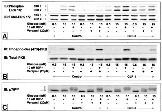FIG. 4. Verapamil inhibits glucose/IGF-1-induced Erk-1/2 phosphorylation but does not affect p70S6K phosphorylation. Quiescent INS-1 cells were stimulated with 15 mmol/l glucose ± 10 nmol/l IGF-1 and 0.5 mmol/l glucose without IGF-1 as control, alone or in the presence of 20 μmol/l verapamil, and 10 nmol/l GLP-1 as indicated at 37°C for 10 min for analysis of Erk-1/2 and PKB phosphorylation or 40 min for analysis of p70S6K phosphorylation, as described (14,15). The cell lysates were subjected to immunoblot (IB) analysis as described under research design and methods using phospho-Erk-1/2 and total Erk-1/2 antibodies (A), phospho-Ser-473-PKB and total-PKB antibodies (B), and p70S6K antibody (C). The results shown are representative of at least three independent experiments.