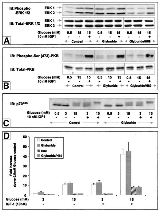 FIG. 5. Glyburide induces Erk-1/2 phosphorylation and basal [3H]thymidine incorporation via PKA but not p70S6K phosphorylation. Quiescent INS-1 cells were stimulated with 15 mmol/l glucose ± 10 nmol/l IGF-1 and 0.5 mmol/l glucose without IGF-1 as control, alone or in the presence of 5 μmol/l glyburide and 10 μmol/l H89 as indicated at 37°C for 10 min for analysis of Erk-1/2 and PKB phosphorylation or 40 min for analysis of p70S6K phosphorylation, as described (14,15). The cell lysates were subjected to immunoblot (IB) analysis as described under research design and methods using phospho-Erk-1/2 and total Erk-1/2 antibodies (A), phospho-Ser-473-PKB and total-PKB antibodies (B), and p70S6K antibody (C). The results shown are representative of at least three independent experiments. D: [3H]thymidine incorporation assays were used as a marker of β-cell mitogenesis and carried out as described under research design and methods at 3 or 15 mmol/l glucose ± 10 nmol/l IGF-1, ± 5 μmol/l glyburide, and 10 μmol/l H89 as indicated. The [3H]thymidine incorporation data are shown as a fold increase above 0.5 mmol/l glucose control as a mean ± SE of six or more individual experiments performed in triplicate.