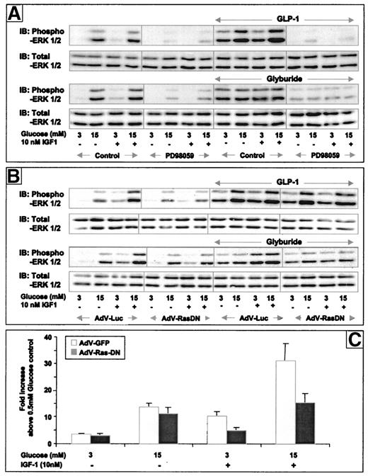 FIG. 7. Erk-1/2 phosphorylation induced by glucose, GLP-1, and glyburide is inhibited by MEK inhibition but independent of Ras. A: Quiescent INS-1 cells were stimulated with 3 or 15 mmol/l glucose ± 10 nmol/l IGF-1, ±10 nmol/l GLP-1, 5 μmol/l glyburide, and/or 50 μmol/l PD98059 as indicated for 10 min at 37°C. The cell lysates were subjected to immunoblot (IB) analysis as described under research design and methods using phospho-Erk-1/2 and total Erk-1/2. B: INS-1 cells were infected with either AdV-Luc to express firefly luciferase as a control or with AdV-Ras-DN to express a dominant negative form of Ras (20), as described under research design and methods, and were then made quiescent in serum-free media for 24 h as described (14,15). These cells were then stimulated with 3 or 15 mmol/l glucose ± 10 nmol/l IGF-1, ±10 nmol/l GLP-1, or 5 μmol/l glyburide as indicated for 10 min at 37°C. The cell lysates were subjected to immunoblot (IB) analysis as described under research design and methods using phospho-Erk-1/2 and total Erk-1/2. C: [3H]thymidine incorporation assays were carried out on AdV-Ras-DN- and AdV-GFP-infected INS-1 cells to assess β-cell mitogenesis as described under research design and methods with 3 or 15 mmol/l glucose ± 10 nmol/l IGF-1, as indicated. The [3H]thymidine incorporation data are shown as a fold increase above 0.5 mmol/l glucose control as a mean ± SE of six or more individual experiments performed in triplicate.