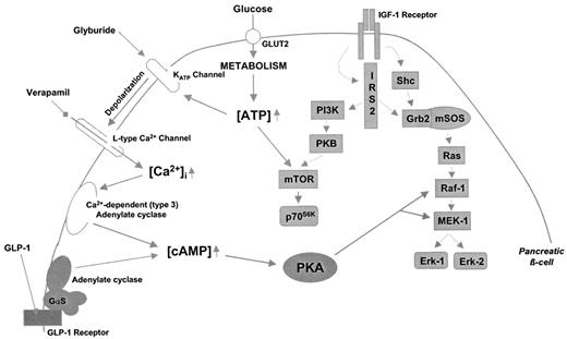 FIG. 8. Schematic representation of a model for glucose-induced Erk-1/2 and p70S6K phosphorylation.