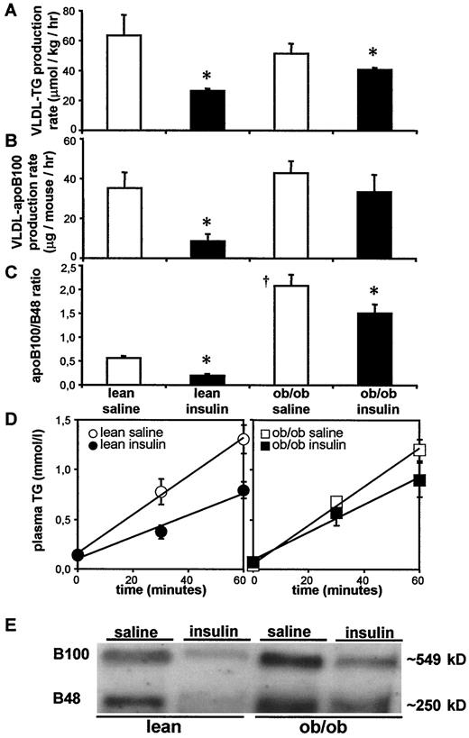 FIG. 1. VLDL-TG production rate (A), apoB100 production rate (B), and apoB100/B48 band-density-scan-ratio (C) during a hyperinsulinemic clamp in lean and ob/ob mice receiving saline (□) or insulin (▪). Triglyceride accumulation curve (D) and a representative Western blot of apoB (E) during hyperinsulinemic clamp in lean and ob/ob mice are also shown. n = 4 per group. *P < 0.05, insulin effect; †P < 0.05, mouse strain effect, Mann-Whitney U test.