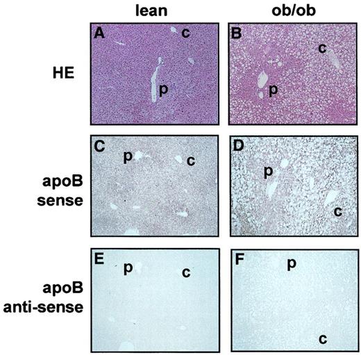 FIG. 2. Hematoxylin-eosin (HE) staining (A and B) and apoB in situ hybridization in liver slides from lean (C and E) and ob/ob mice (D and F), respectively. p, portal area (zone 1); c, central area (zone 3).