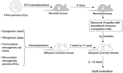 FIG. 1. Overview of the experimental transfer model. Normal mice (grey) received a transplant of fetal porcine ICCs under the kidney capsule. After 6 days, the ICC xenografts, at this stage infiltrated with sensitized immunocompetent cells, were transferred into the peritoneal cavity of athymic nu/nu mice (white) bearing previously implanted and tolerated syngeneic, allogeneic, or xenogeneic (rat islets or porcine ICCs) islet grafts. Immunohistochemical evaluation of the rejection and analysis of cytokine and chemokine mRNA expression in the grafts were performed at defined time points after transfer.