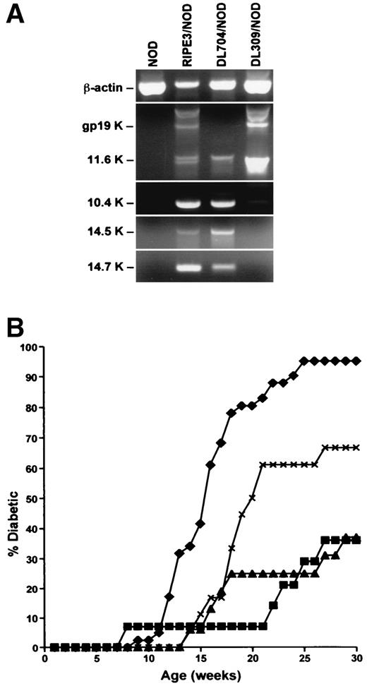 FIG. 1. Correlation of intra-islet E3 transgene expression patterns with alterations in T1D and insulitis development in NOD mice. A: Intra-islet expression of various RIPII-driven E3 transgenes in NOD mice. Total RNA was extracted from the pooled islets of four mice per strain. RT-PCR using the primers described in research design and methods was then used to detect transcripts from E3 genes contributing to the inhibition of apoptosis (10.4K, 14.5K, and 14.7K) or MHC class I expression (gp19K). The primers used to detect transcripts from the MHC class I inhibitory gp19K gene also generate an amplicon from an alternative splice variant encoding the E3 11.6K gene product. As a positive control, β-actin mRNA transcripts were identified in all samples. B: Effects of expressing different sets of RIPII-driven E3 genes on T1D development in NOD mice. Female RIPE3/NOD (▪; n = 14, expressing all E3 genes), DL704/NOD (▴; n = 16, expressing E3 apoptosis-inhibitory genes), DL309/NOD (×; n = 18, expressing E3 MHC class I suppressive gene), and nontransgenic controls (⧫; n = 41) were monitored for T1D development through 30 weeks of age. Compared with the standard NOD controls, TID development was strongly inhibited in both the RIPE3/NOD and the DL704/NOD stocks (P ≤ 0.0001, Life Table Analysis), whereas the DL309/NOD stock was characterized by a weaker degree of protection (P ≤ 0.01, Life Table Analysis).