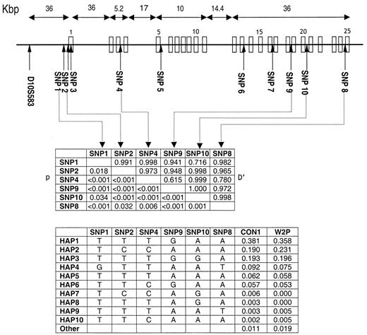 FIG. 1. Genomic position, linkage disequilibrium relationships, and haplotype frequencies of variants within the IDE gene. The depiction of the IDE gene displays the exon distribution (not to scale, see distances provided above) and genomic location of the SNPs examined in this study. The middle panel details linkage disequilibrium parameters (D′ above the diagonal, P value below), calculated in 348 random U.K. samples (the ECACC sample) for the six SNPs genotyped. The lower panel lists the ten most frequent haplotypes estimated from the typed data sets and their frequencies in the CON1 control subjects (made up of the ECACC and DIF samples) and the W2P case set.