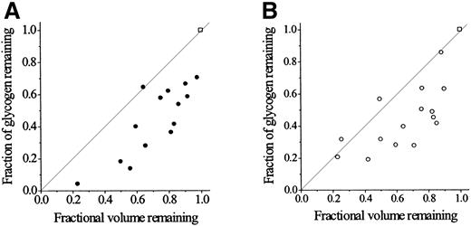 FIG. 2. Glycogen synthesis predominates perivenously in vivo during the early postprandial period. A: Fraction of glycogen remaining in control livers after retrograde digitonin perfusion (10) plotted against the fraction of viable lobular volume remaining. Each point represents data from a single liver. The square symbol indicates that glycogen content is unchanged when lobules are intact. Diagonal represents theoretical locus of data if glycogen per unit volume was uniform throughout liver. B: Same as A, except in MLP liver.