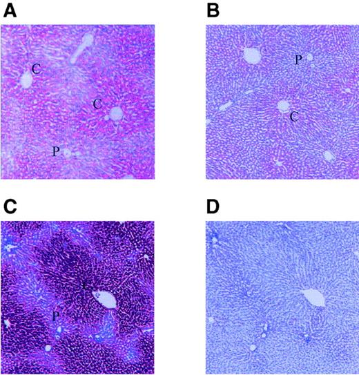 FIG. 3. Liver sections stain for glycogen predominantly in the perivenous zone after 2 h of refeeding fasted rats. A: PAS stain for glycogen in control animals fasted for 48 h and then refed for 2 h. B: Same as A, except in MLP liver. C: PAS-stained liver of control refed for 24 h after a 48-h fast. D: PAS-diastase glycogen digestion in situ of adjacent section to C results in absence of staining of lobular regions, used as a control for C (similar adjacent control sections for A and B gave qualitatively similar results). P, periportal zone; C, perivenous (centrilobular) zone.