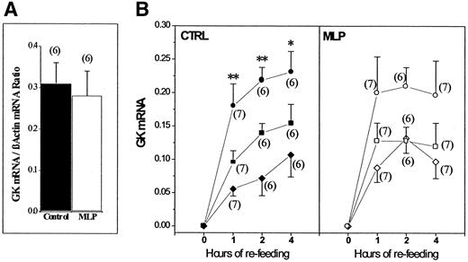 FIG. 5. GK gene transcription is not attenuated in MLP liver. A: Northern analysis of GK mRNA present after 2 h of refeeding in control and MLP liver. B: Expression of GK mRNA (background subtracted) by hepatic lobular zones, measured by quantitative in situ hybridization in livers of control and MLP rats after 1, 2, and 4 h of refeeding after a 48-h fast. Before refeeding, GK mRNA is not detectable above background. The ordinate represents the fraction of the area of interest occupied by bright granules (means ± SE). Upper curve is from perivenous region, intermediate curve from mid-zone, and lower curve from periportal region. Numbers in parentheses refer to number of animals studied. *P < 0.05, **P < 0.01, perivenous vs. periportal at the same time point.