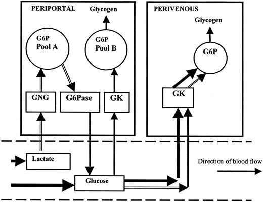 FIG. 6. Proposed scheme of hepatic glycogen synthesis. G6Pase, glucose 6-phosphatase; GNG, gluconeogenic pathway. Periportal G6P pools A and B do not communicate directly. Glycogen is formed from glucose via GK (solid arrows, direct pathway). Glycogen can be formed via GNG through pool A, through conversion to glucose and reuptake perivenously via GK (the TSP [open arrows]). Both pathways depend on GK activity.