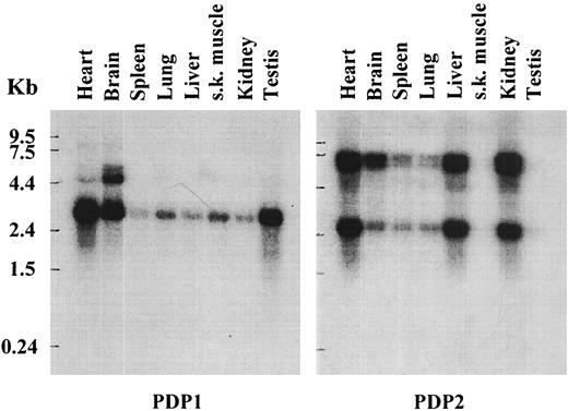 FIG. 1. Relative abundance of PDP1 and PDP2 mRNAs in rat tissues. Rat multiple tissue Northern blot (2 μg poly A RNA from each tissue) was hybridized with PDP1 and PDP2 cDNA probes, respectively. Exposure time of Northern blots to X-ray film was 10 h for PDP1 and 15 h for PDP2.
