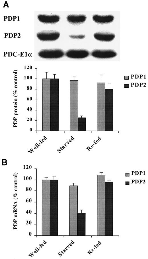 FIG. 2. Effects of starvation and refeeding on PDP1 and PDP2 protein and mRNA amounts in rat heart. A: Upper panel: Autoradiograph of representative Western blot of PDP1 and PDP2 protein in rat heart mitochondria. Lanes correspond to 15 μg total mitochondrial protein. Lower panel: Quantitative changes of relative abundance of PDP1 and PDP2 protein in rat heart mitochondria. B: Quantitative changes of relative abundance of PDP1 and PDP2 message in 15 μg total RNA prepared from rat heart as determined by Northern blot analysis. Data points represent means ± SE of four rats in each group.