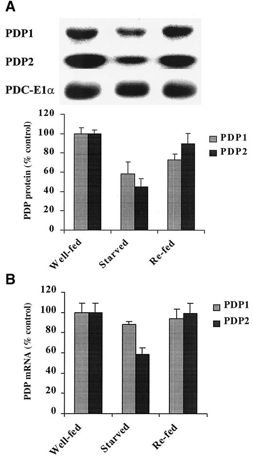 FIG. 3. Effects of starvation and refeeding on PDP1 and PDP2 protein and mRNA amounts in rat kidney. A: Upper panel: Autoradiograph of representative Western blot of PDP1 and PDP2 protein in rat kidney mitochondria. Lanes correspond to 15 μg total mitochondrial protein. Lower panel: Quantitative changes of relative amount of PDP1 and PDP2 protein in rat kidney mitochondria. B: Quantitative changes of relative abundance of PDP1 and PDP2 message in 15 μg total RNA prepared from rat kidney as determined by Northern blot analysis. Data points represent means ± SE of four rats in each group.
