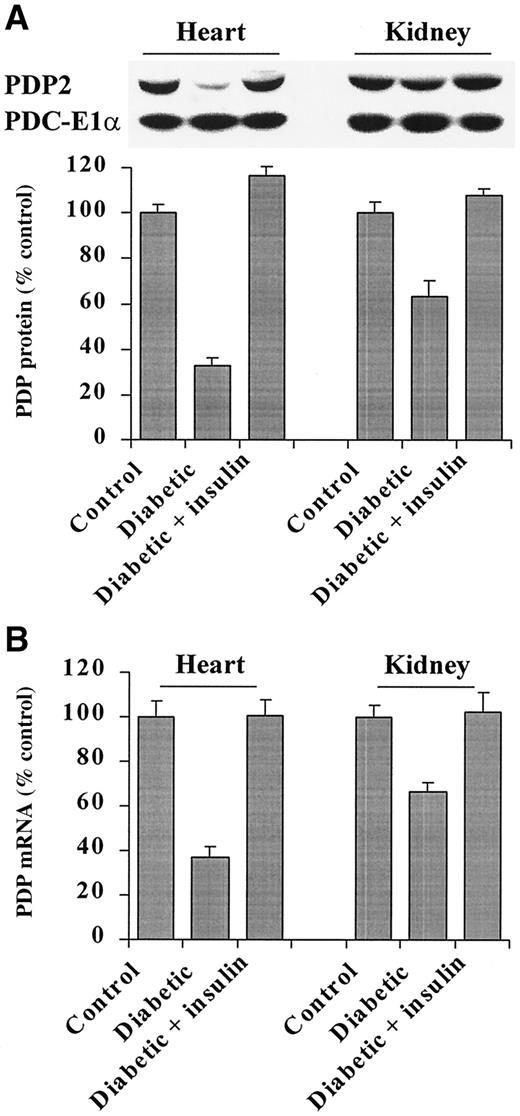 FIG. 4. Effects of diabetes and insulin treatment on PDP2 protein and mRNA amounts in rat heart and kidney. A: Quantitative changes of relative amount of PDP2 protein in 15 μg total mitochondrial protein prepared from the heart and kidney of control, diabetic, and insulin-treated diabetic animals as determined by Western blot analysis. B: Quantitative changes of relative abundance of PDP2 message in 15 μg total RNA prepared from the heart and kidney of control, diabetic, and insulin-treated diabetic animals as determined by Northern blot analysis. Data points represent means ± SE of six rats in each group.