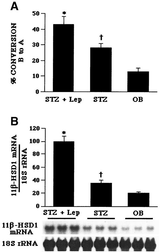 FIG. 4. Comparison of hepatic 11β-HSD1 activity and mRNA levels in ob/ob controls treated with vehicle (OB, n = 8), STZ-ob/ob mice treated with saline (STZ, n = 9), and STZ-ob/ob mice treated with leptin (STZ + Lep, n = 7). Values are means ± SE A: Enzyme activity expressed as percentage conversion of [3H]B to [3H]A. B: Expression and relative quantitation of 11β-HSD1 mRNA levels are expressed relative to the amount of 18S rRNA. *P < 0.001 vs. STZ-ob/ob mice; †P < 0.01 vs. ob/ob controls.